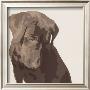 Chocolate Labrador by Emily Burrowes Limited Edition Print