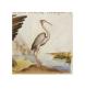 Egret by Pietro Candido Decembrio Limited Edition Print