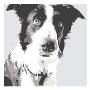 Collie by Emily Burrowes Limited Edition Print