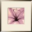 Lily by Steven N. Meyers Limited Edition Print