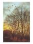 Winter Light Ii by Amy Melious Limited Edition Pricing Art Print