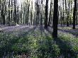 Bluebells In Beech Woodland, Micheldever, Hampshire by Adam Burton Limited Edition Print