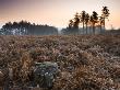 Frost Covered Bracken On Cleared Enclosure, New Forest National Park, Hampshire, England by Adam Burton Limited Edition Print