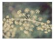 Queen Ann's Lace I by Meghan Mcsweeney Limited Edition Pricing Art Print