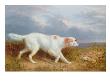 A Setter On The Moor by Philip Reinagle Limited Edition Print