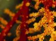 Arrow Crab On A Soft Coral by Tim Laman Limited Edition Pricing Art Print