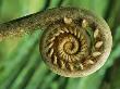 Close Detail Of The Fiddlehead Of A Giant Fern by Tim Laman Limited Edition Print