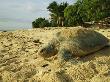 Green Sea Turtle Crawling On A Tropical Beach by Tim Laman Limited Edition Print