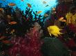 Reef Scene With Soft And Hard Corals, Anthias And Golden Damsel Fish by Tim Laman Limited Edition Print