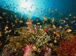 Reef Scene With Soft Coral, Crinoids, Sea Fans, And Anthias Fish by Tim Laman Limited Edition Print