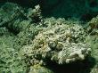 Well Camouflaged Crocodile Fish On The Sea Floor by Tim Laman Limited Edition Print
