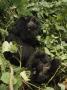 Pair Of Mountain Gorillas Resting In Foliage by Tim Laman Limited Edition Print