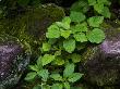 Close View Of Foliage And Moss Covered Rocks by Todd Gipstein Limited Edition Print