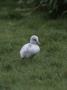 Trumpeter Swan (Cygnus Buccinator) Cygnet by Tom Murphy Limited Edition Pricing Art Print