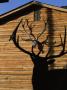 Silhouetted Bull Elk Frames An Antler Rack Displayed As Decoration by Tom Murphy Limited Edition Print