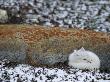 Arctic Fox, In Its White Winter Coat, Curled Against A Rock by Tom Murphy Limited Edition Print