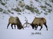 Pair Of Bull Elk Fight Using Their Antlers by Tom Murphy Limited Edition Print