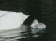 Trumpeter Swan Cygnet (Cygnus Buccinator) Behind Tail Feathers by Tom Murphy Limited Edition Print