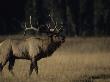 Bull Elk (Cervus Elaphus) Vocalizing by Tom Murphy Limited Edition Print