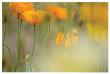 Orange Tulip Mist by Karin Connolly Limited Edition Print