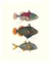 Tropical Fish by Georges Cuvier Limited Edition Print