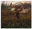 Morning Geese by Steve Hunziker Limited Edition Print