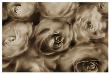 Sepia Roses by Dan Magus Limited Edition Print