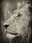 African Lion Majesty by Scott Stulberg Limited Edition Print