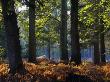Autumn In Rhinefield Ornamental Drive, New Forest, Hampshire, England, United Kingdom, Europe by Adam Burton Limited Edition Print