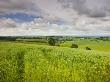 Summer Crops Growing In A Mid-Devon Field, Crediton, Devon, England, United Kingdom, Europe by Adam Burton Limited Edition Print