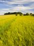 Summer Crops Growing In A Dorset Field, England, United Kingdom, Europe by Adam Burton Limited Edition Print