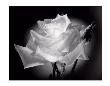 Dianne's Rose (Black And White) by Scott Peck Limited Edition Print