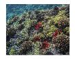 Dive Molokini by Michael Polk Limited Edition Print