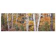 Halfmoon Birches 1 by Danny Burk Limited Edition Pricing Art Print