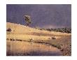 Lone Pine by Scott Peck Limited Edition Print
