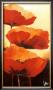 Three Red Poppies I by Jettie Rosenboom Limited Edition Print