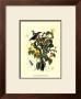 Bird In Nature Ii by E. Guerin Limited Edition Print