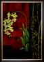 Green Orchid by Jill Deveraux Limited Edition Pricing Art Print