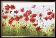 Mountain Poppies Iii by Shirley Novak Limited Edition Print