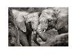 Elephants In Love by Marina Cano Limited Edition Pricing Art Print