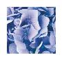 Hydrangeas I by Finn Fox Limited Edition Print