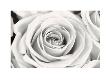 Rose by Frank Krahmer Limited Edition Print