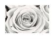 Rose by Frank Krahmer Limited Edition Pricing Art Print