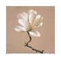 Gold Star Magnolia by Brent Young Limited Edition Print