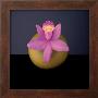 Orchid, C.1987 by Robert Mapplethorpe Limited Edition Print