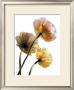 Poppies by Cã©Dric Porchez Limited Edition Print