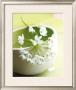 Little Flowers by Amelie Vuillon Limited Edition Print