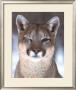 Winking Cougar by Robert Barber Limited Edition Pricing Art Print