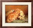 Kitten And Puppy by J Marshall Limited Edition Pricing Art Print