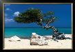 Divi Divi Tree, Aruba by Tom Mackie Limited Edition Print